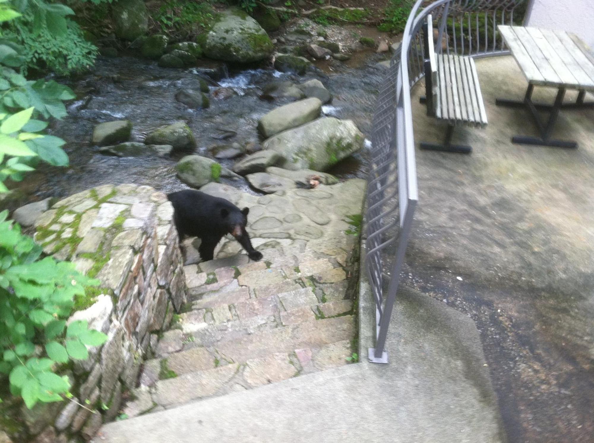 Sidney James Mountain Lodge Gatlinburg Dış mekan fotoğraf